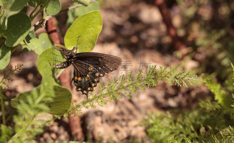 pipevine swallowtail butterfly,凤尾蝶,自然,野生动物,美国,水平画幅,蝴蝶,无人,野生植物,春天