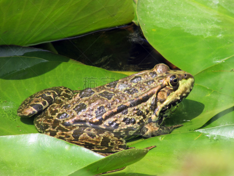 青蛙,池塘,蛙科,蝌蚪,嗄嗄声,肉食植物,蟾蜍,自然,水,水平画幅