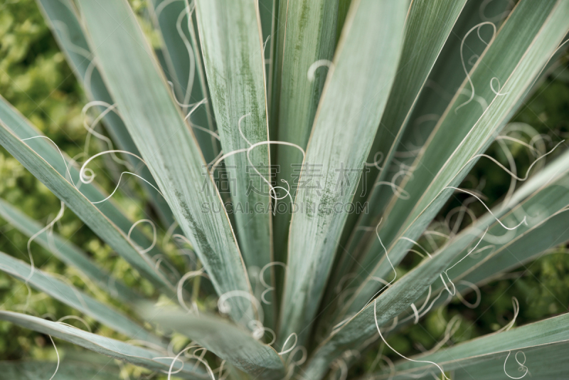 小丝兰,植物群,自然,水平画幅,无人,植物学,灌木,花瓣,摄影,花