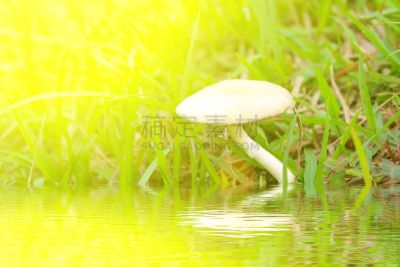 自然,蘑菇,褐色,水平画幅,无人,户外,生物学,草,特写,毒蘑菇