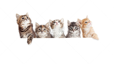 小猫,悬挂的,布告,成一排,可爱的,白色,大群动物,动物群,猫