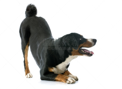 内阿彭策尔,俄彭泽勒兰德州,伯恩山犬,宠物,纯种犬,白色背景,背景分离,图像,狗,动物