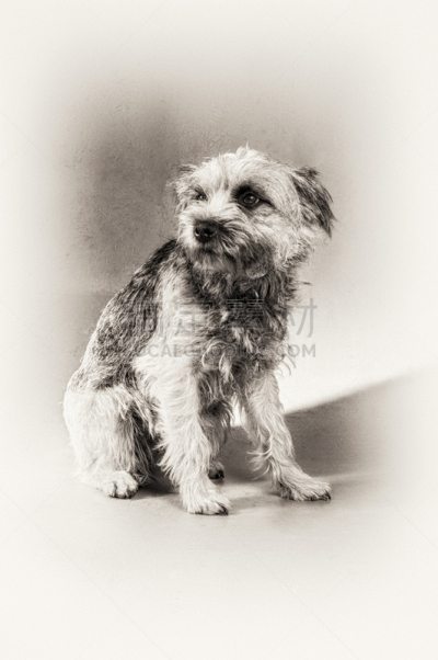博德猎狐犬,梗犬,狗,黑白图片,垂直画幅,机敏,无人,爪子,动物身体部位,哺乳纲