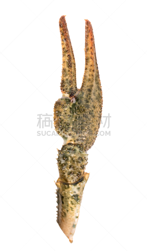 螯虾,爪,触须,自然,垂直画幅,无脊椎动物,湿,海产,熟食店,生物学