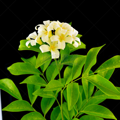 橙色,茉莉,英文字母l,山茱萸科,清新,背景分离,仅一朵花,八仙花属,芳香疗法,中国