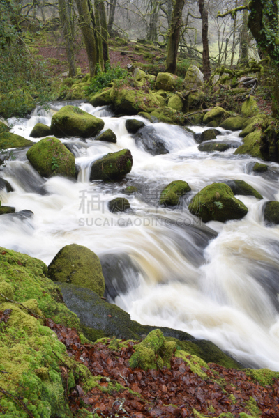 康沃尔,河流,bodmin moor,自然,垂直画幅,水,无人,苔藓,户外,液体