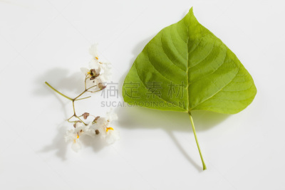 叶子,花朵,黄金,自然,留白,水平画幅,绿色,无人,白色背景,特写