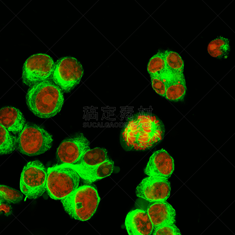 放大效果,荧光,人,显微镜,科学实验,科学,生物学,实验室,大规模的放大