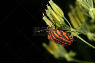昆虫,复眼,水平画幅,动物身体部位,野外动物,户外,harlequin bug,特写,仅一朵花,植物