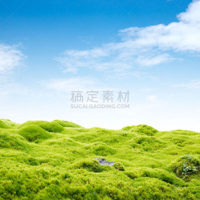 绿色,苔藓,自然,植物,小的,无人,2015年,白色背景,方形画幅,摄影