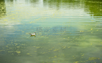 花头,沼,浮萍,叶绿素,水,气候,水平画幅,无人,鸟类,野外动物