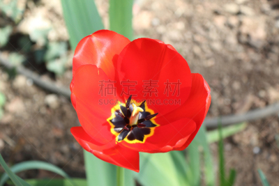 郁金香,时尚,红色,雄蕊,花瓣,园林,柱头,平衡折角灯,泥土,花