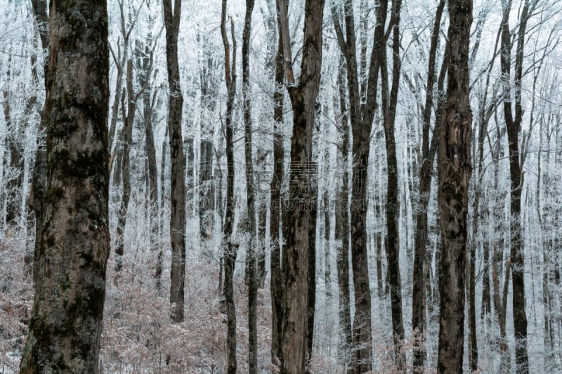 冬天,苏格兰高地,自然,环境,图像,雪,天气,田纳西,美国,美国南部