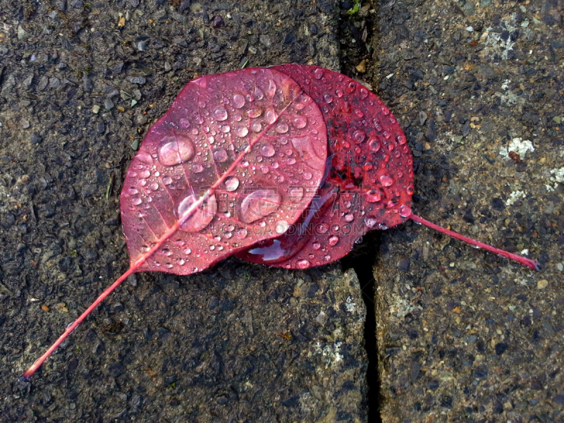 雨滴,叶子,烟,欧洲栌,烟草灌木,自然,水,红色,水平画幅,秋天