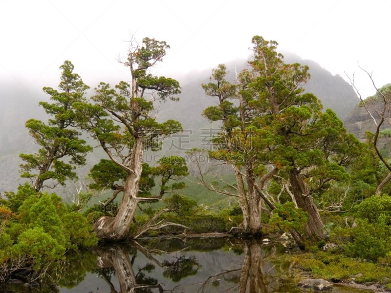 远古的,松树,铅笔,水,水平画幅,古老的,偏远的,户外,湖,静水