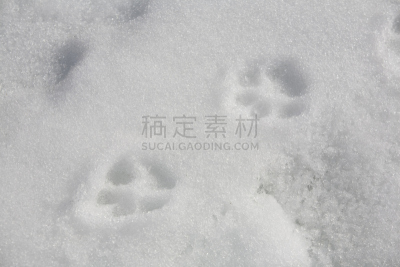 爪印,雪,脚印,寒冷,水平画幅,无人,爪子,户外,冰,冻结的