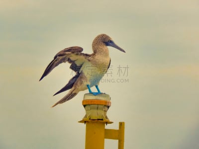 蓝色,足,热带鸟,加拉帕戈斯群岛,动物交配,自然,厄瓜多尔,野生动物,旅游目的地,水平画幅