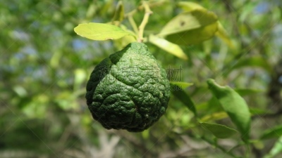 青柠檬,佛手柑,果皮,绿色,水果,粗糙的,泰国柠檬,香熏油,芳香的,水平画幅