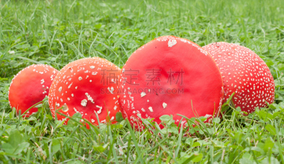 有毒生物体,蘑菇,伞形毒菌,毒蝇菇,毒蘑菇,自然,四个物体,水平画幅,绿色,秋天