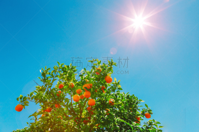 橙子,天空,水平画幅,无人,膳食,维生素,夏天,图像,特写,悬挂的