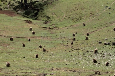 狮尾狒狒,塞米恩山脉,埃塞俄比亚,狒狒,非洲之角,猿,野生动物,水平画幅,无人,非洲