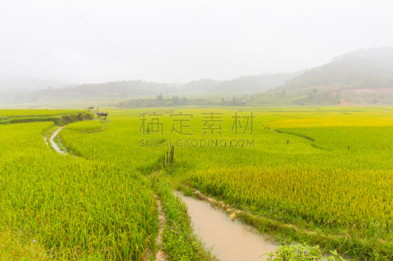 拉茶,越南,米,梯田,田地,mud pot,白族,农业,东南亚半岛,食品