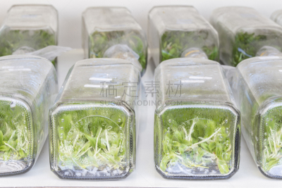 兰花,植物,瓶子,微生物,选择对焦,大量物体,dna测序,瓶盖,成年子女,生物科技