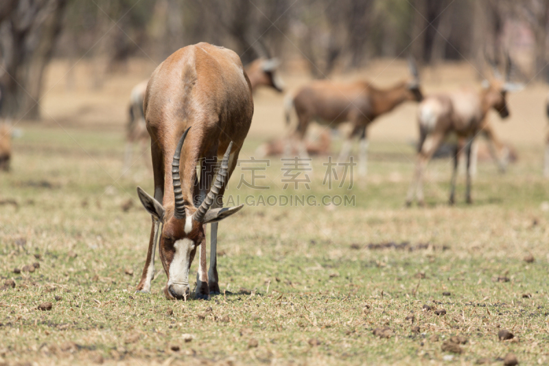 Blesbok,自然,野生动物,水平画幅,无人,食草动物,萨凡纳港市,南美大草原,非洲,瞪羚