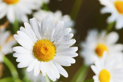 草,甘菊,绿色,美,水平画幅,无人,草坪,夏天,户外,特写