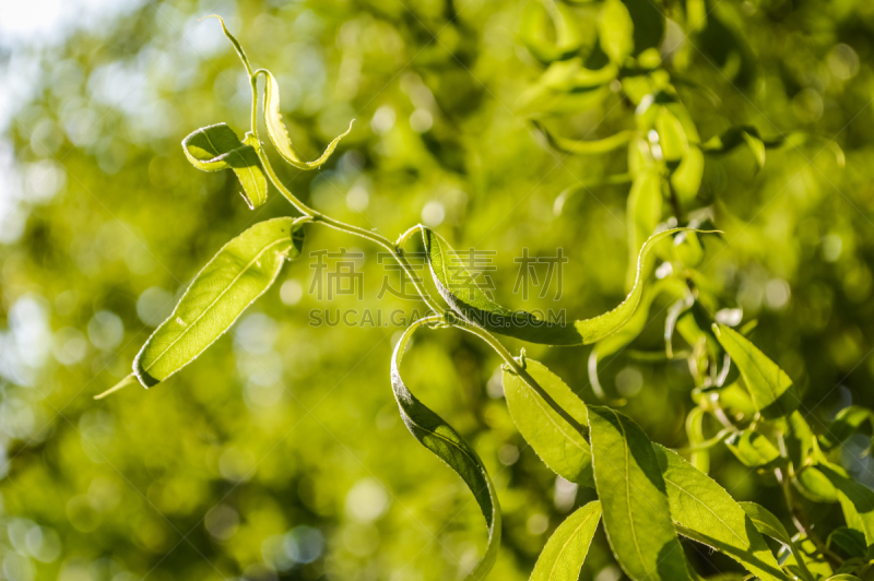 柳叶,枯萎的,柳树,自然,留白,水平画幅,绿色,无人,色彩鲜艳,散焦