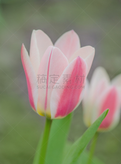 圣玛丽,郁金香,花坛,粉色,弹出式商店,垂直画幅,美,公园,无人,五月