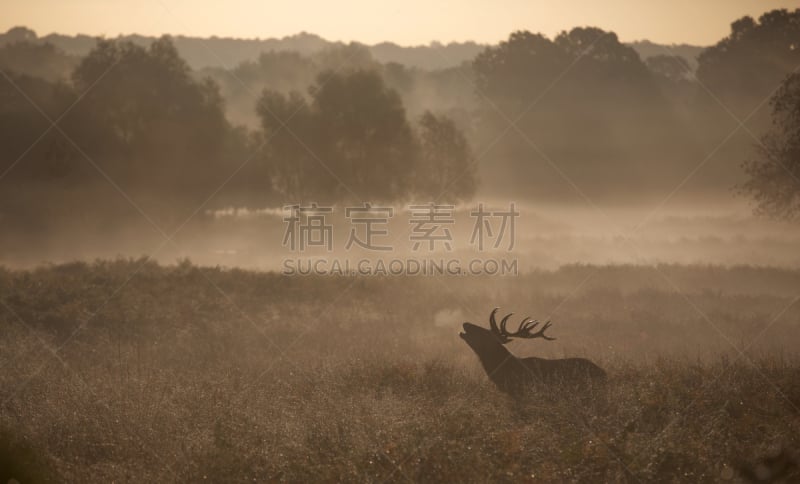 马鹿,雄鹿,雾,欧洲蕨,自然,野生动物,水平画幅,早晨,野外动物,鹿