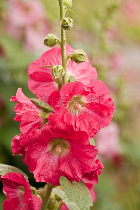 蜀葵,红色,蔷薇属,草芙蓉,自然,垂直画幅,绿色,无人,仅一朵花,木槿属