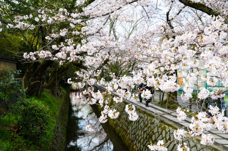 樱花,京都市,哲学之道,日本,水平画幅,无人,运河,户外,著名景点,旅游目的地