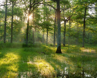 forest of dean,卢瓦尔河谷,橡树林地,自然,低视角,宁静,水平画幅,无人,夏天,沼泽