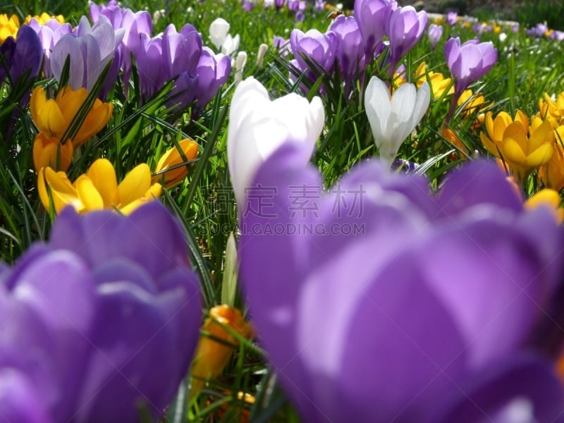 Polfilter, Frühblüher, Wiesenblume, Gartenblume,