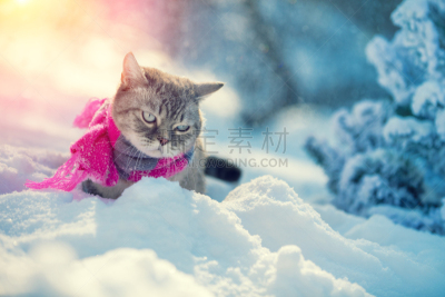 猫,冬天,衣服,围巾,深雪,美,水平画幅,进行中,机织织物