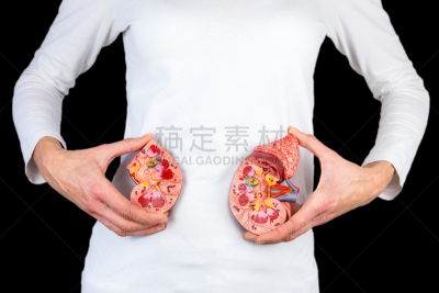 肾脏,白色,模型,女人,拿着,泌尿系统,人类腺体,尿液