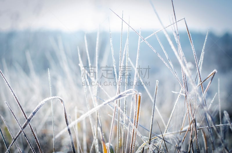 草,霜,天空,美,温度,水平画幅,雪,早晨,户外,面神经