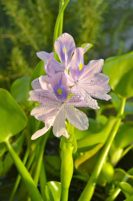 凤眼莲,水景花园,垂直画幅,植物,无人,紫色,户外,花头,花,摄影