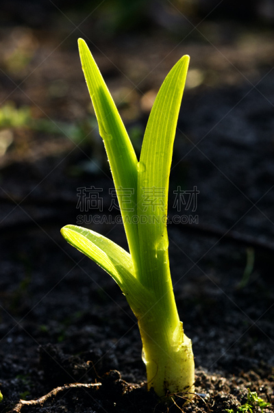 垂直画幅,新的,无人,泥土,明亮,植物,彩色图片,新生活,植物学,灌木