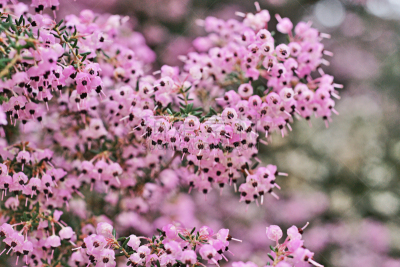 Erica canaliculata
ジャノメエリカ