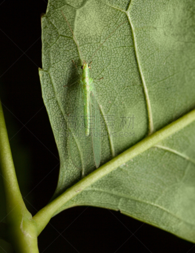 lacewing,鹭管鱼,垂直画幅,无人,动物身体部位,户外,绿色草蜻蛉,特写,两翼昆虫,人的眼睛