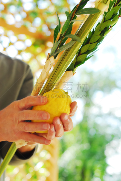 岛,苏克棚,犹太结茅节,番樱桃,香橼,垂直画幅,柳树,符号,仅男人,仅成年人
