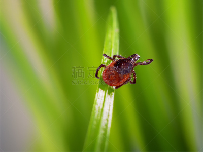 鹿蜱,蜱,成年的,吸血动物,螫刺的,留白,水平画幅,蜘蛛纲,夏天,户外