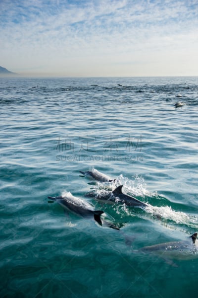 海豚,海洋,长吻真海豚,（鲸）用尾叶拍打水面,背鳍,动物鳍,垂直画幅,水,进行中,智慧