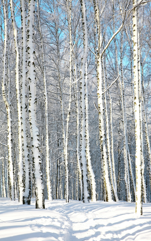 小路,日光,森林,白桦,垂直画幅,天空,公园,雪,户外,俄罗斯