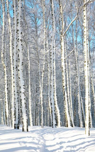 小路,日光,森林,白桦,垂直画幅,天空,公园,雪,户外,俄罗斯