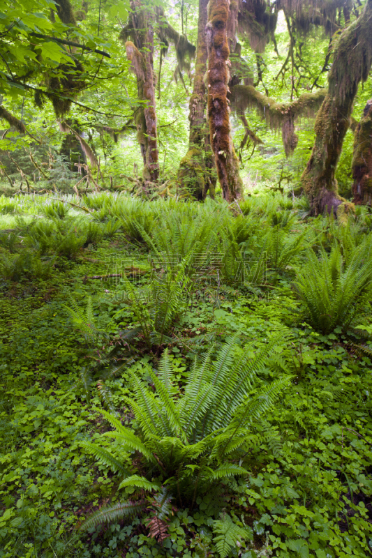 温带雨林,叶子,枫树,queets rainforest,安琪拉斯港,大叶枫树木,可可雨林,奥林比亚,奥林匹克山,树冠