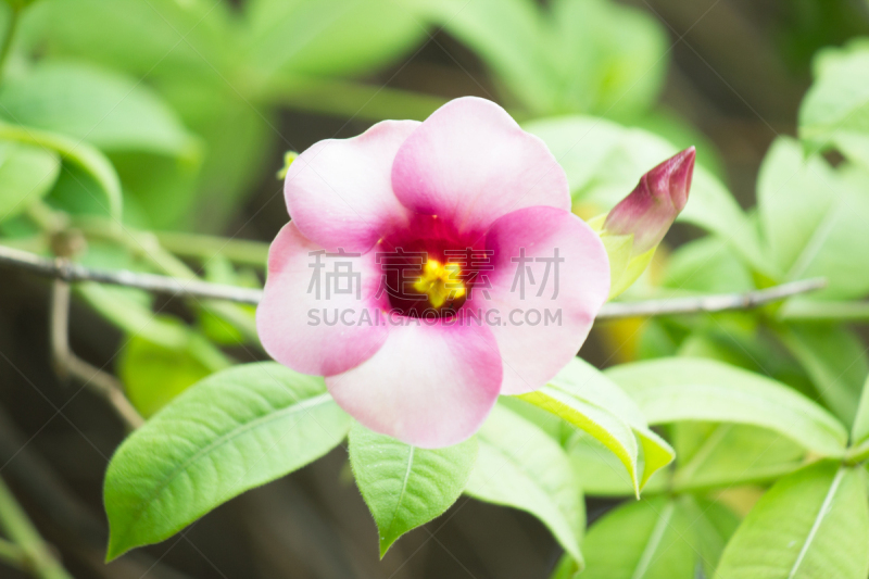 软枝黄蝉,气候,水平画幅,无人,紫薇属的植物,户外,特写,仅一朵花,植物,光